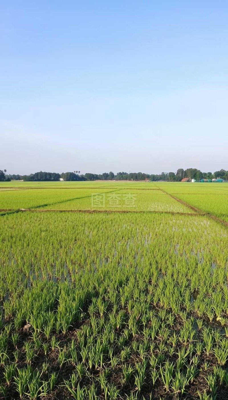 选对优质粮食种植基地,让餐桌更加丰盛