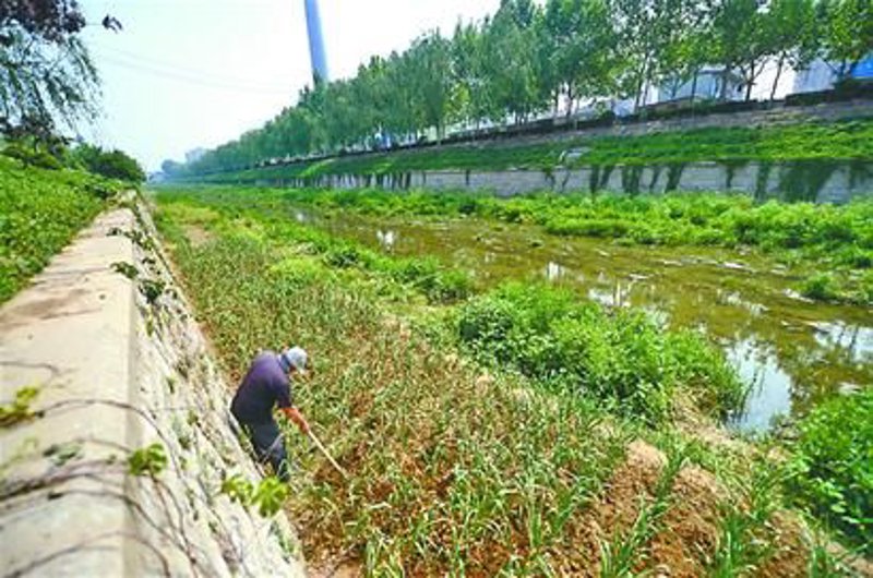 探索大安市家庭农场:农业之绿洲
